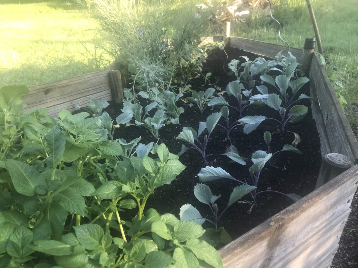 Hochbeet Wie man sich selbst aus dem kleinsten Garten kann
